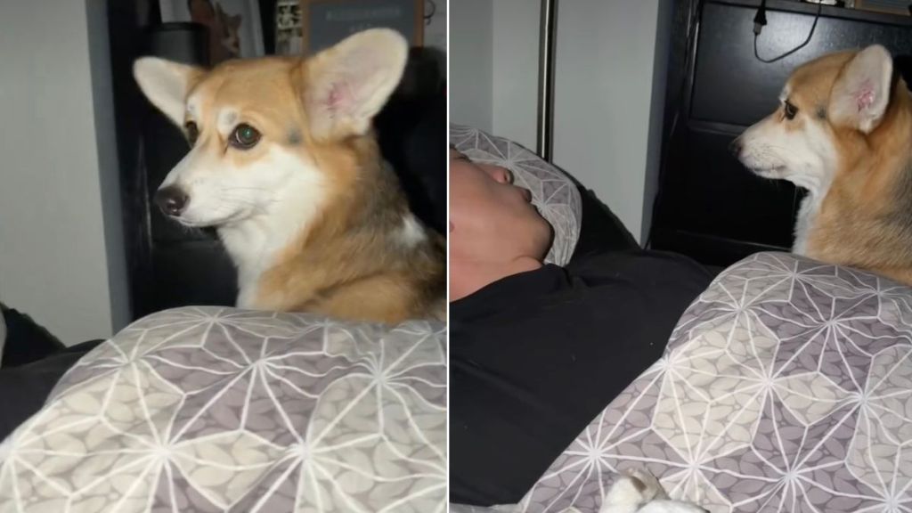 Video: Dog Is 'Mad' at Her Dad for Going to Sleep Without Giving Her Scratches