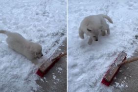 Golden Retriever Puppy 'Protects the Snow' From Owner in Adorable Video
