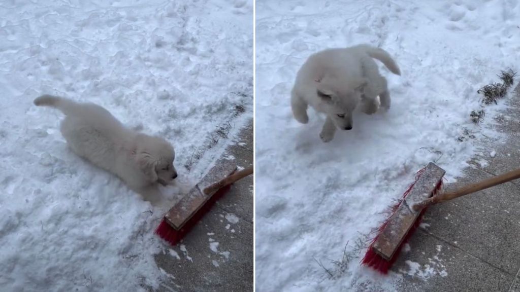 Golden Retriever Puppy 'Protects the Snow' From Owner in Adorable Video