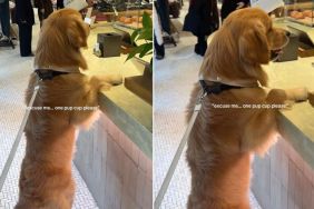 Golden Retriever Likes to Order Pup Cups Himself