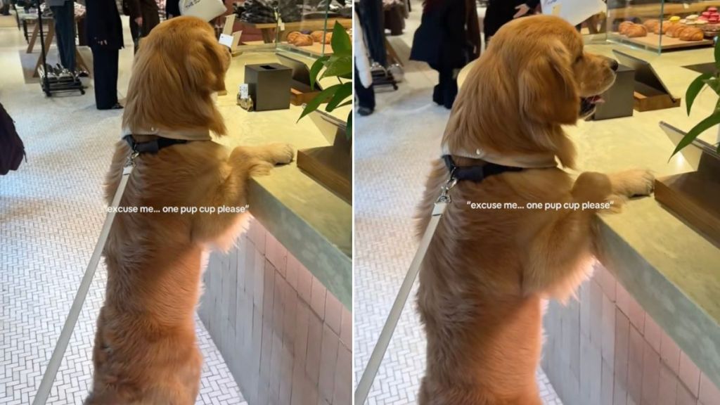 Golden Retriever Likes to Order Pup Cups Himself