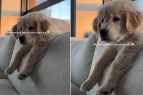 Golden Retriever Puppy Gets Stuck Behind the Couch in This Adorable Position