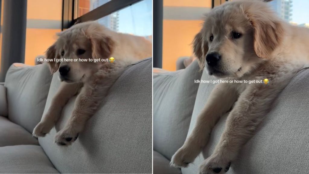 Golden Retriever Puppy Gets Stuck Behind the Couch in This Adorable Position