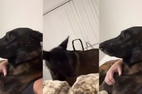 Video: Dog Is Extremely Serious About His Petting Sessions With Mom