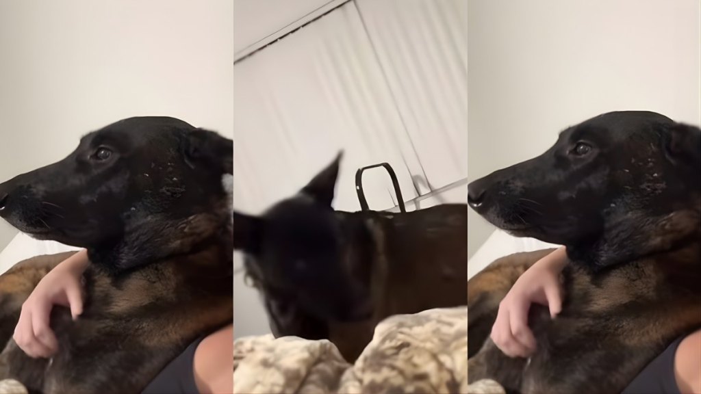 Video: Dog Is Extremely Serious About His Petting Sessions With Mom