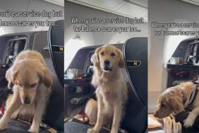 Golden Retriever Service Dog’s Reaction to Turbulence Is Heartwarming