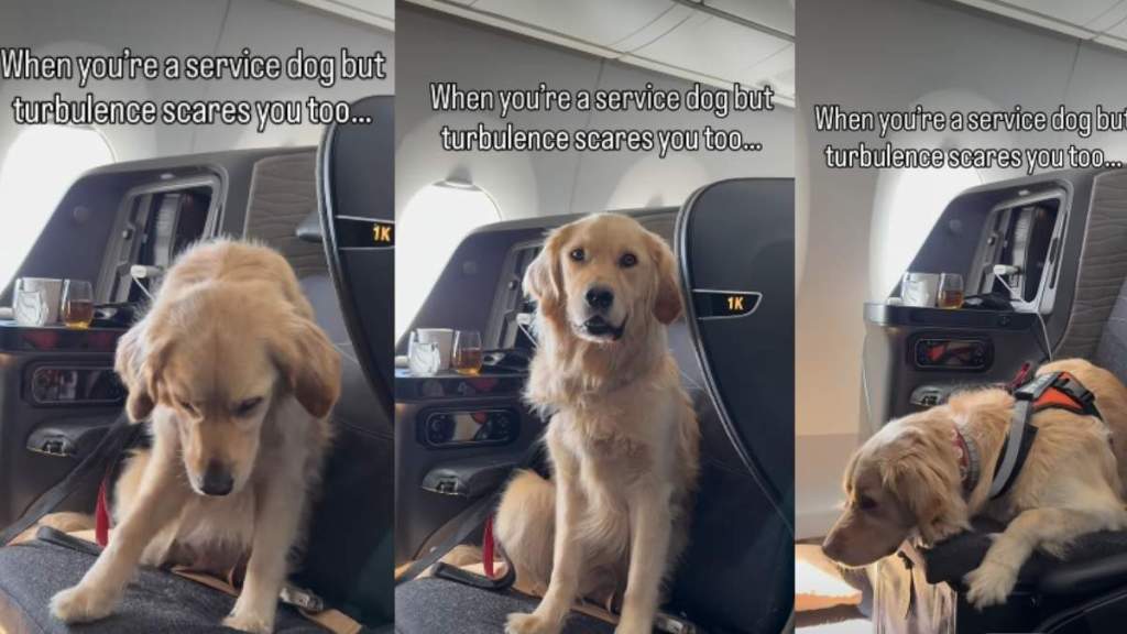 Golden Retriever Service Dog’s Reaction to Turbulence Is Heartwarming