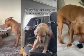 Video: Dog's Battle With the Bottle Is All Kinds of Funny