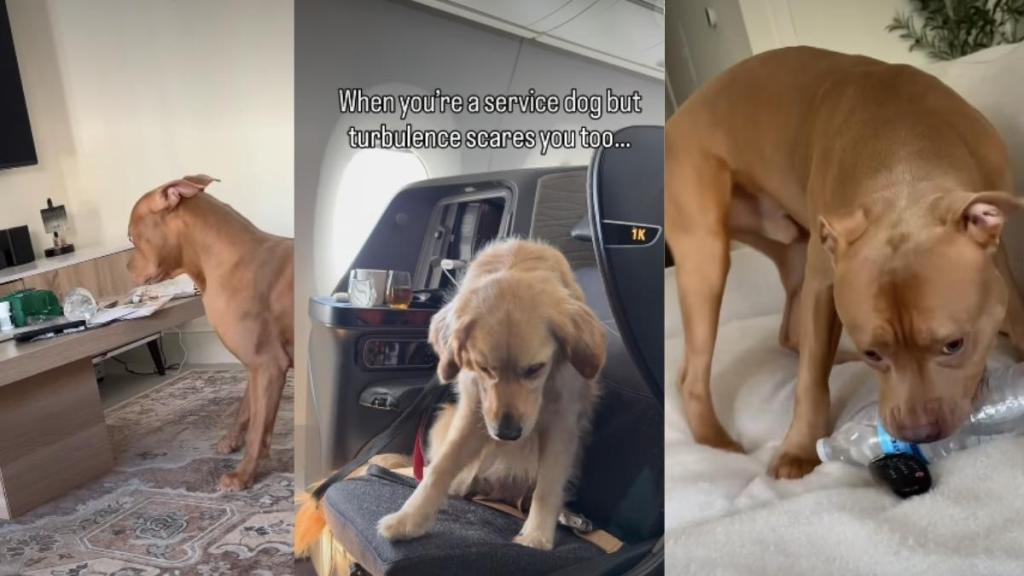 Video: Dog's Battle With the Bottle Is All Kinds of Funny