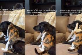 Video Shows Labrador Appears Uncertain About Cat's Activity