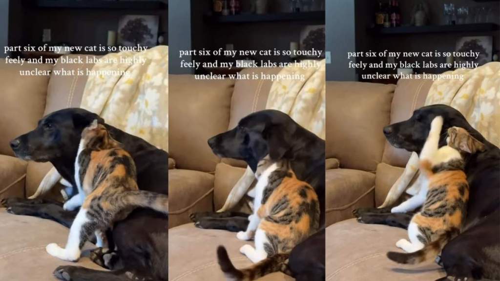 Video Shows Labrador Appears Uncertain About Cat's Activity