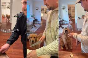 Golden Retriever Knows It’s Snack Time When He Hears Cutting Board