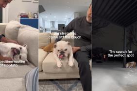 Video Unpacks Dog's 4-Step Bedtime Routine
