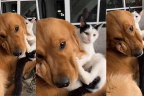 Golden Retriever & Cat Cuddling Together Labeled ‘Weirdos’ in Funny Video