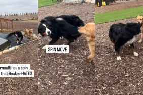 Furry Sibling Knows Exactly What Makes Golden Retriever 'Crazy' & Does That