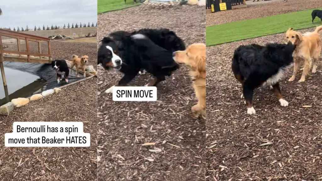 Furry Sibling Knows Exactly What Makes Golden Retriever 'Crazy' & Does That