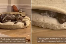 Video: Dog Pauses Mid-Tantrum to See If Everyone's Looking