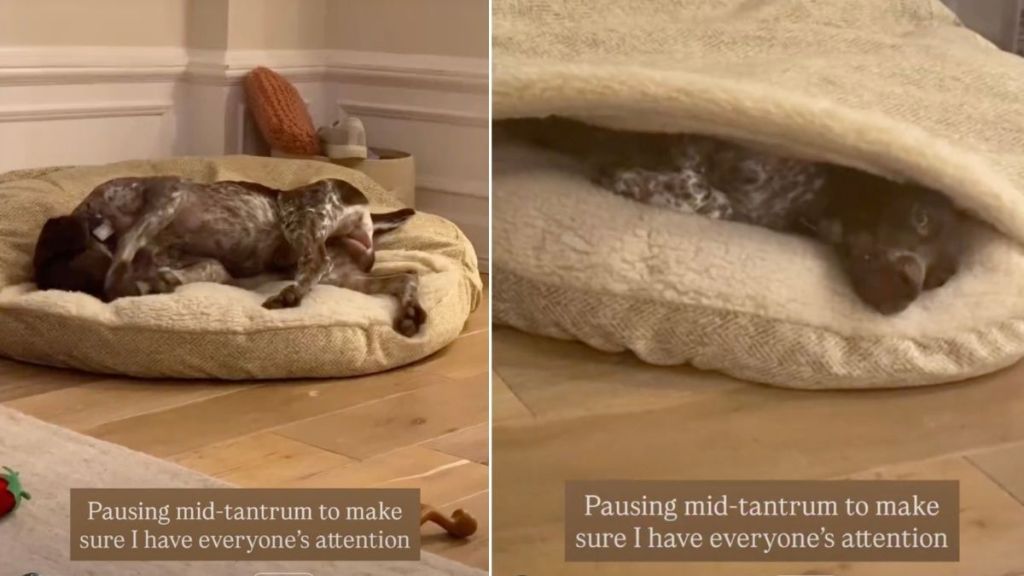 Video: Dog Pauses Mid-Tantrum to See If Everyone's Looking