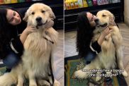 Video: Golden Retriever Stops By This Store to Say Hi to His 'Girlfriend'