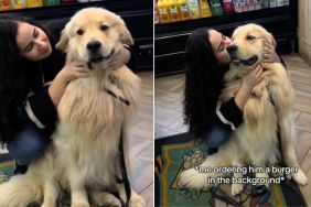 Video: Golden Retriever Stops By This Store to Say Hi to His 'Girlfriend'