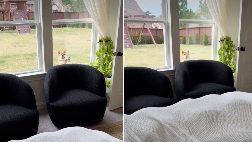 Video: Dog Thwarts Owner's Efforts to Get More Sleep Time