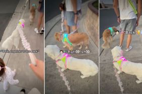 Video: Toddler Warns Golden Retriever About Approaching Cars