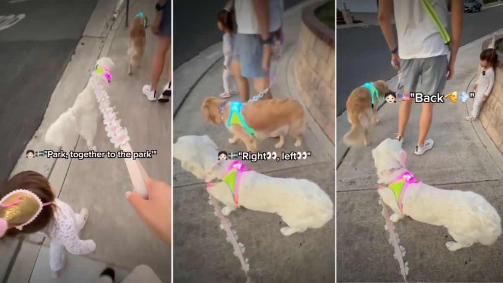 Video: Toddler Warns Golden Retriever About Approaching Cars