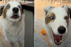 Video: Dog Is Very Vocal & Talks to Owner Every Night