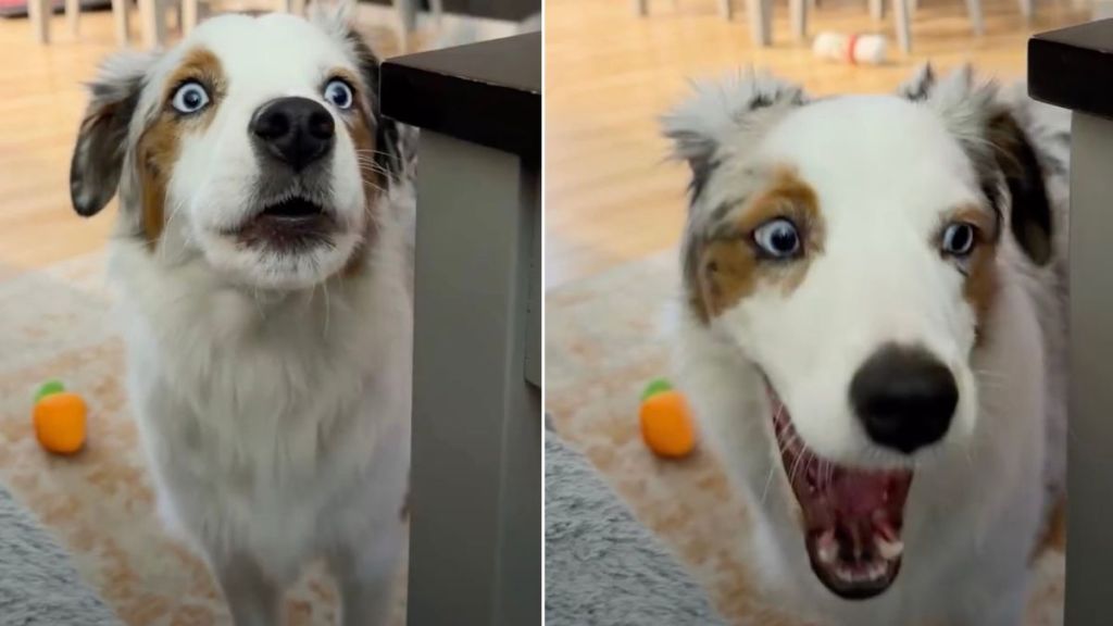 Video: Dog Is Very Vocal & Talks to Owner Every Night