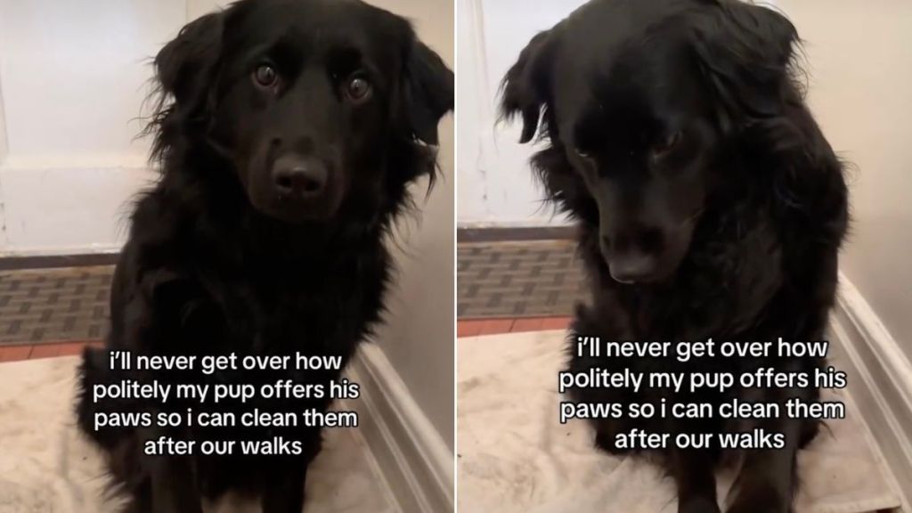 Video Shows Dog Offering Paw as Gently as Possible for Cleaning