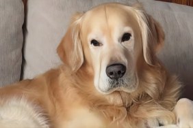 Dog’s Gentle Slow Blinks at Mom Have Her Sobbing — Here's Why