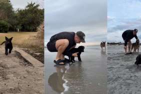 Video: Foster Puppy's First Day at the Beach Ended Like This
