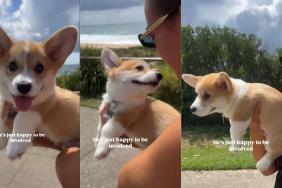 Video: Corgi Lets Everyone Know He’s Happy To Be ‘Involved’ in Beach Walks