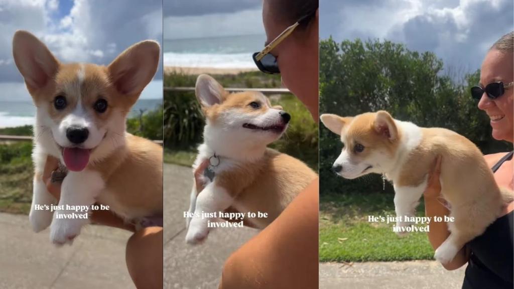 Video: Corgi Lets Everyone Know He’s Happy To Be ‘Involved’ in Beach Walks
