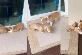Video: Puppy Neighbors' First Meeting Turns Into a Chasing Game