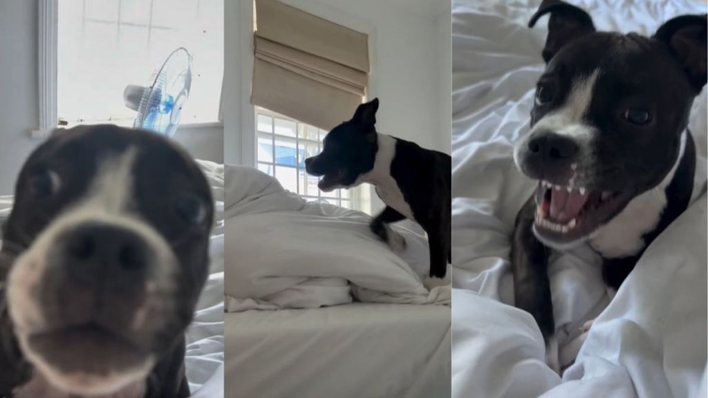 Video: Puppy Plays With the Duvet on a 'Relaxing' Morning