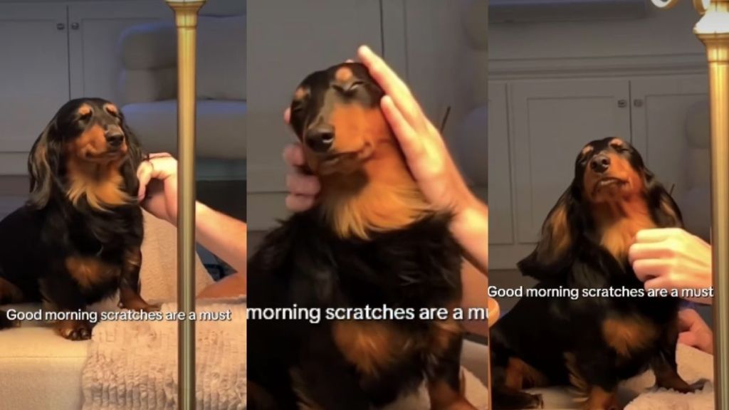 Dog Believes in Good Morning Scratches in Cute Video