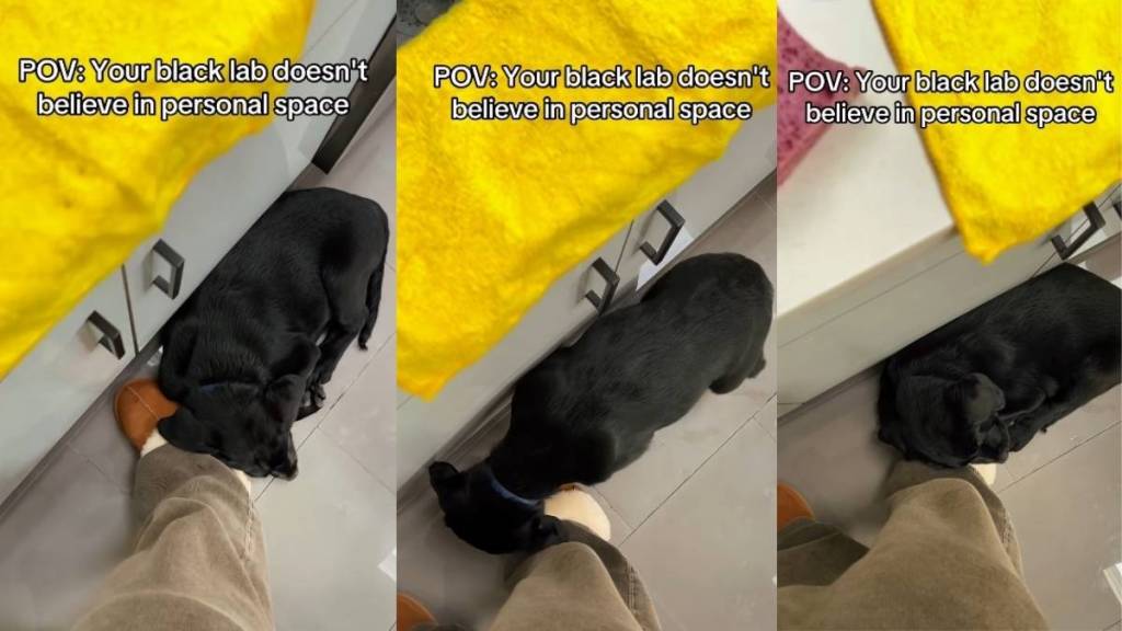 Video: Labrador Does This Every Time Owner Moves Their Feet