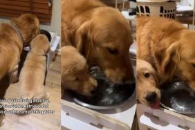 Video: Golden Retriever Dad & Daughter Share a Drink of Water