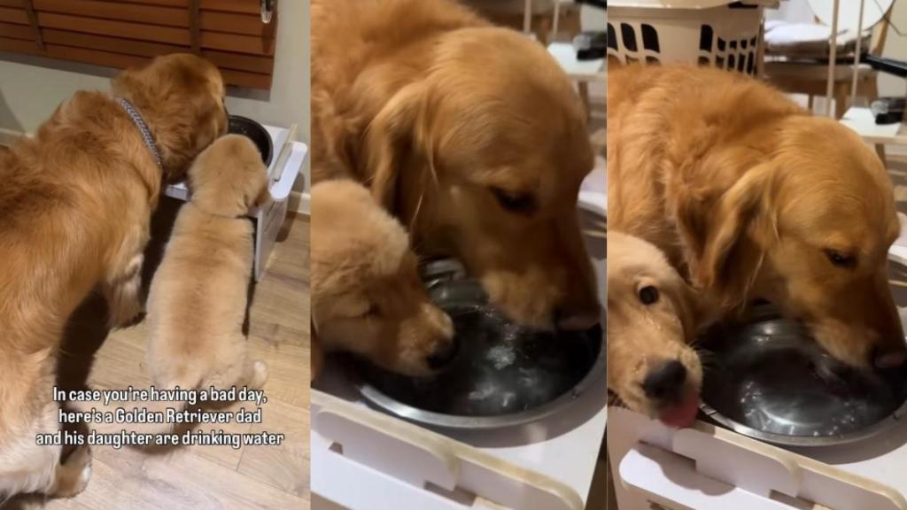 Video: Golden Retriever Dad & Daughter Share a Drink of Water