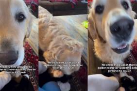 Video: Golden Retriever Reacts to 'Pets' Being Divided Equally