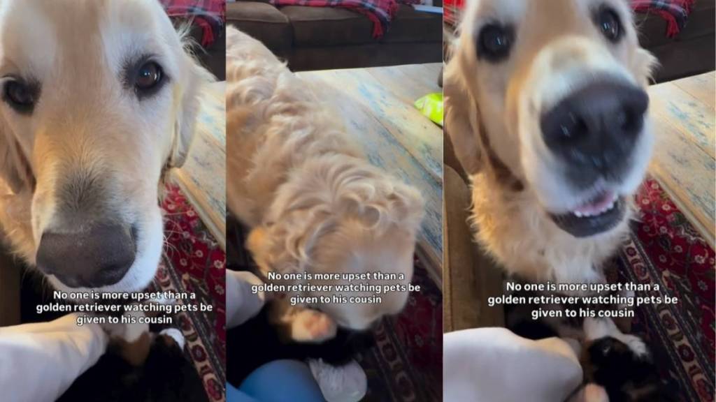 Video: Golden Retriever Reacts to 'Pets' Being Divided Equally