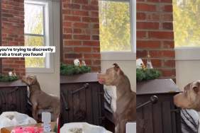 Video: Dog Filmed as She Tries to Sneakily Reach for a Treat