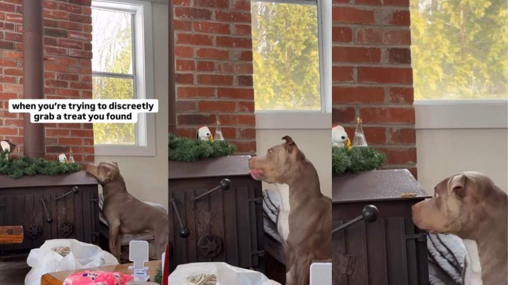 Video: Dog Filmed as She Tries to Sneakily Reach for a Treat