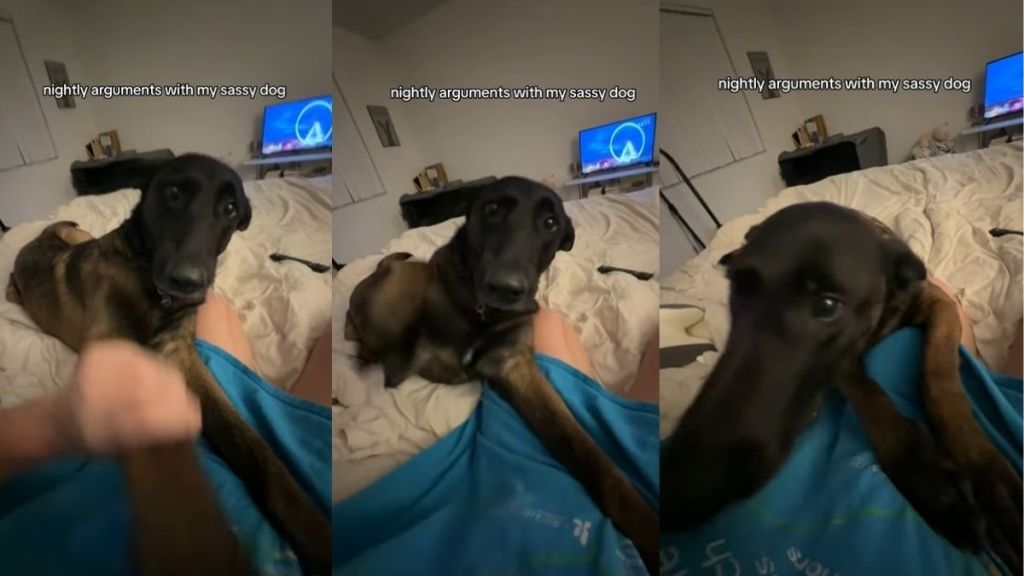 Video Shows What ‘Sassy’ Dog’s Nightly Arguments With Mom Look Like