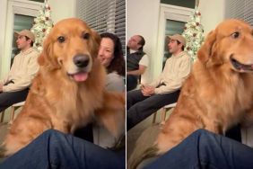 Video: Golden Retriever Instantly Wins Everyone Over at Owner’s Gathering