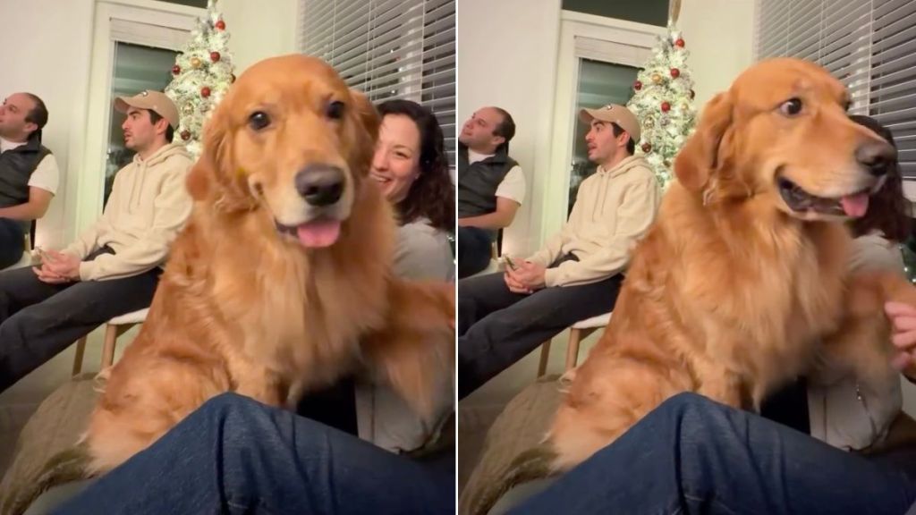 Video: Golden Retriever Instantly Wins Everyone Over at Owner’s Gathering
