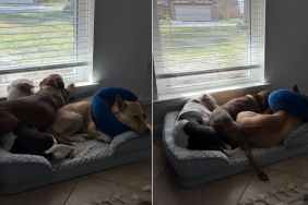 Video: Dog Shows How to Get on the Bed When There's No Space in It