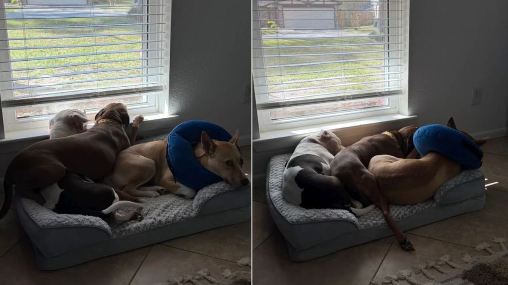 Video: Dog Shows How to Get on the Bed When There's No Space in It