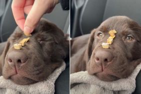 Video Shows Labrador Pup Showing No Reaction to Treats on Her Nose